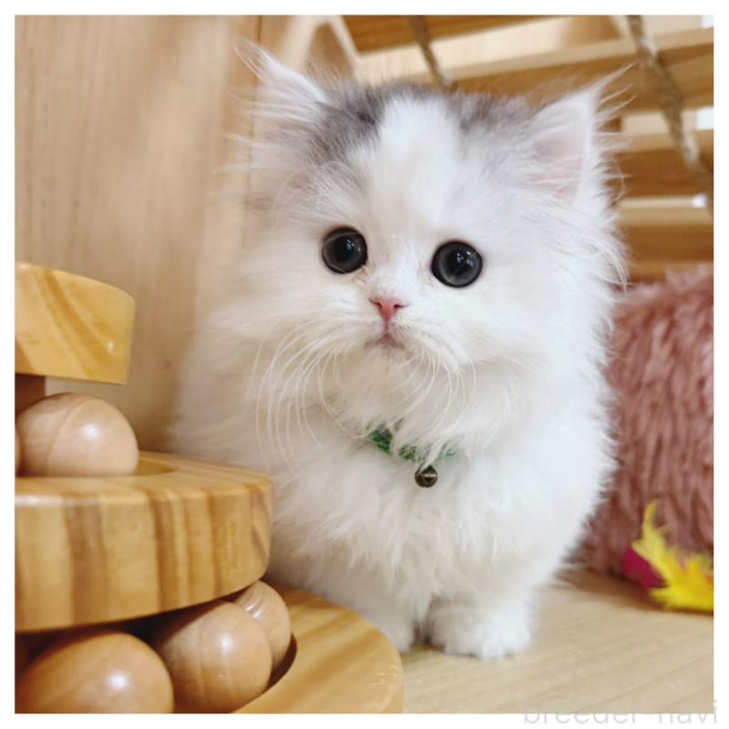 販売中の長野県のミヌエット(短足)-133901の2枚目