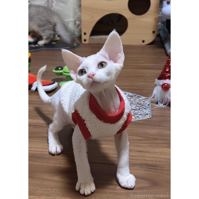 販売中の岐阜県のデボンレックス-133988の10枚目