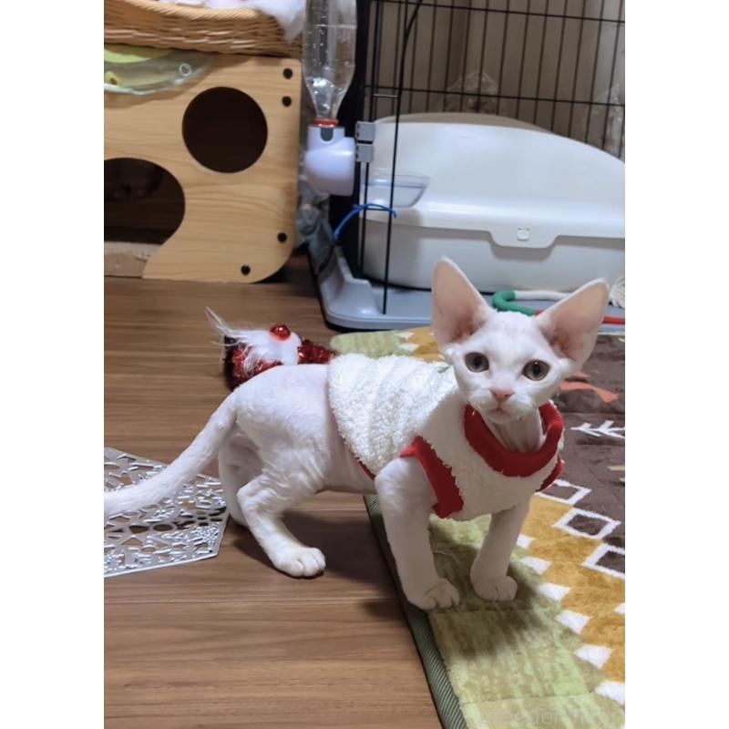 販売中の岐阜県のデボンレックス-133988の9枚目