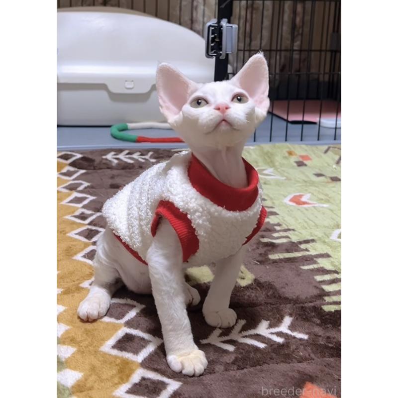 販売中の岐阜県のデボンレックス-133988の8枚目