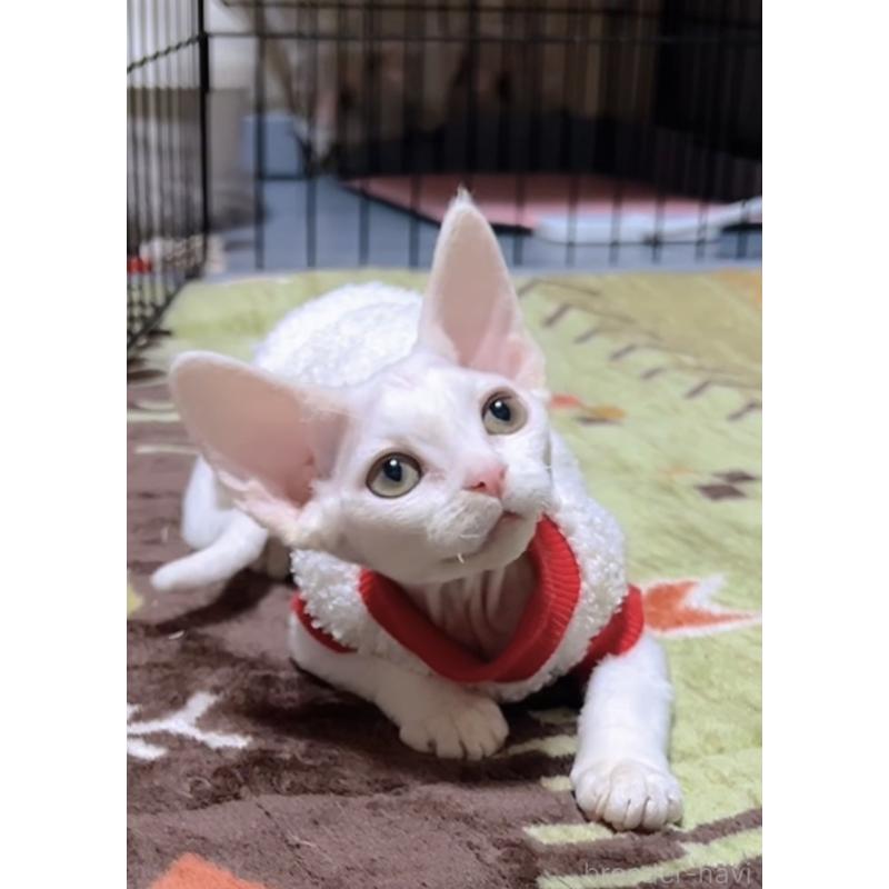 販売中の岐阜県のデボンレックス-133988の7枚目