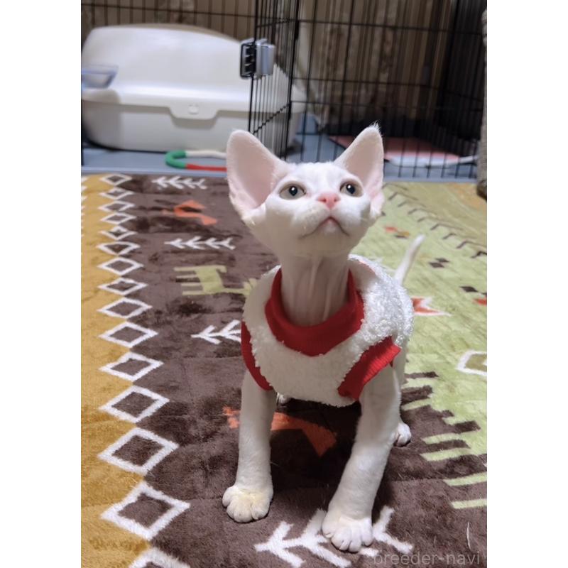 販売中の岐阜県のデボンレックス-133988の6枚目