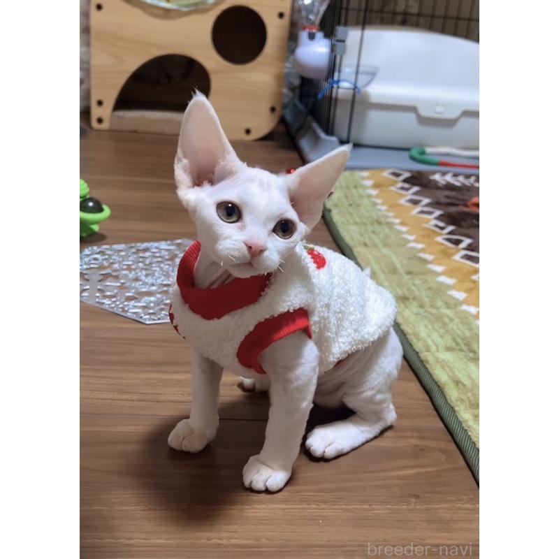 販売中の岐阜県のデボンレックス-133988の5枚目