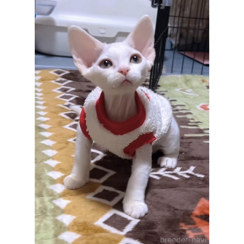 販売中の岐阜県のデボンレックス-133988の4枚目