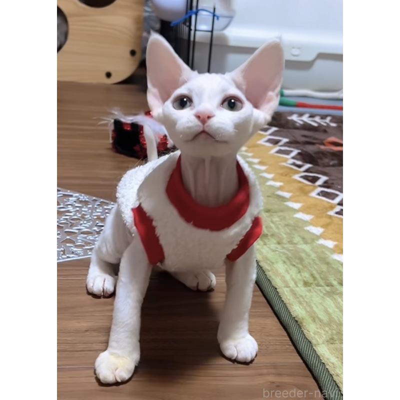 販売中の岐阜県のデボンレックス-133988の3枚目