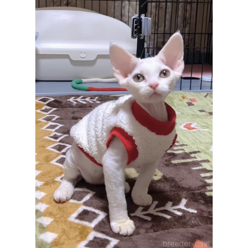 販売中の岐阜県のデボンレックス-133988の2枚目