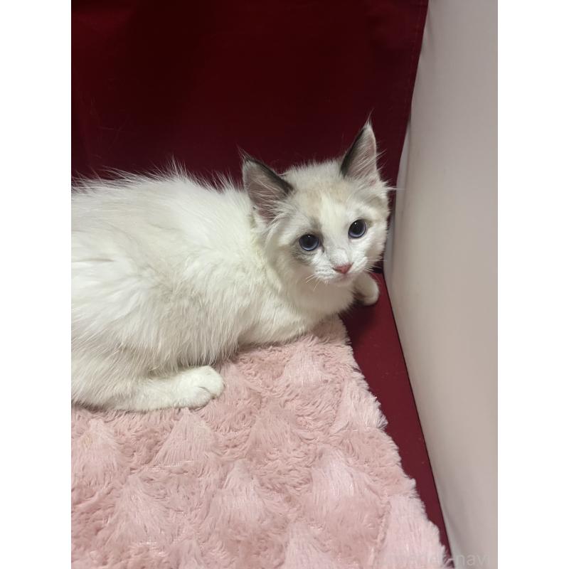 販売中の富山県のラグドール-133989の2枚目