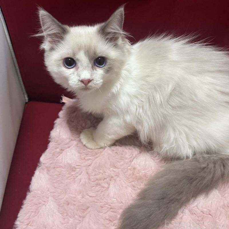 販売中の富山県のラグドール-133989