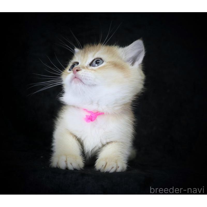 販売中の千葉県のブリティッシュショートヘア-133992の5枚目