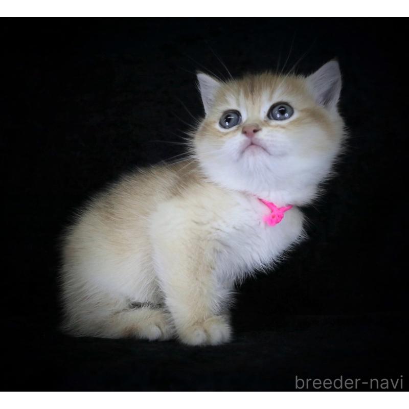 販売中の千葉県のブリティッシュショートヘア-133992の4枚目