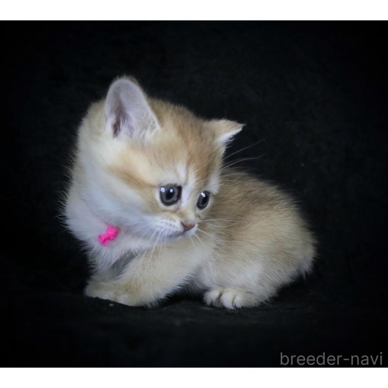 販売中の千葉県のブリティッシュショートヘア-133992の3枚目