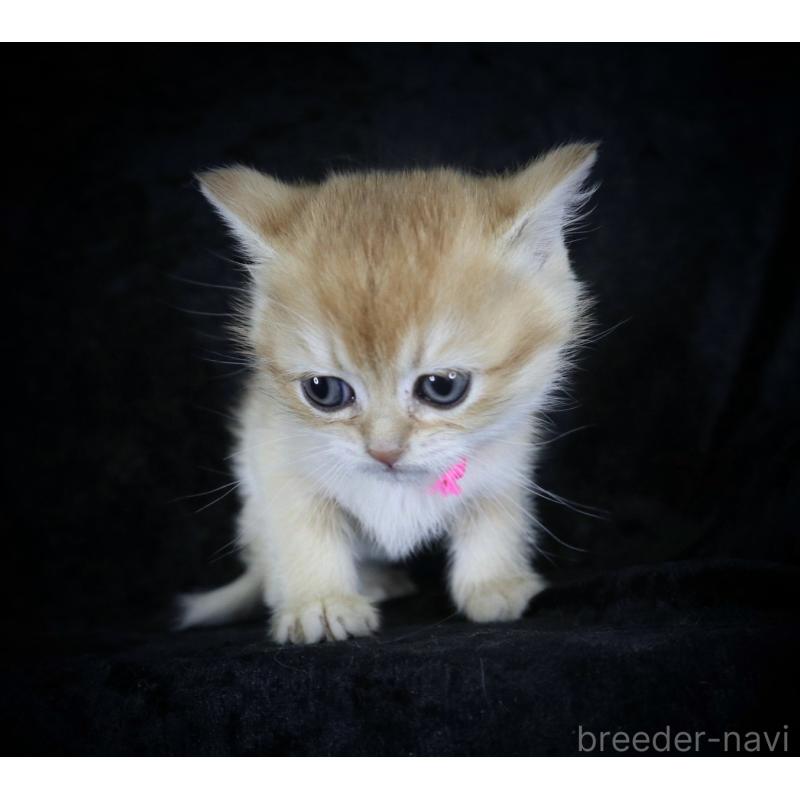 販売中の千葉県のブリティッシュショートヘア-133992の2枚目