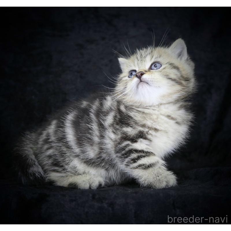 販売中の千葉県のブリティッシュショートヘア-133993の5枚目