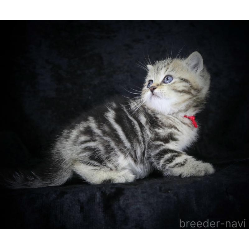 販売中の千葉県のブリティッシュショートヘア-133993の4枚目