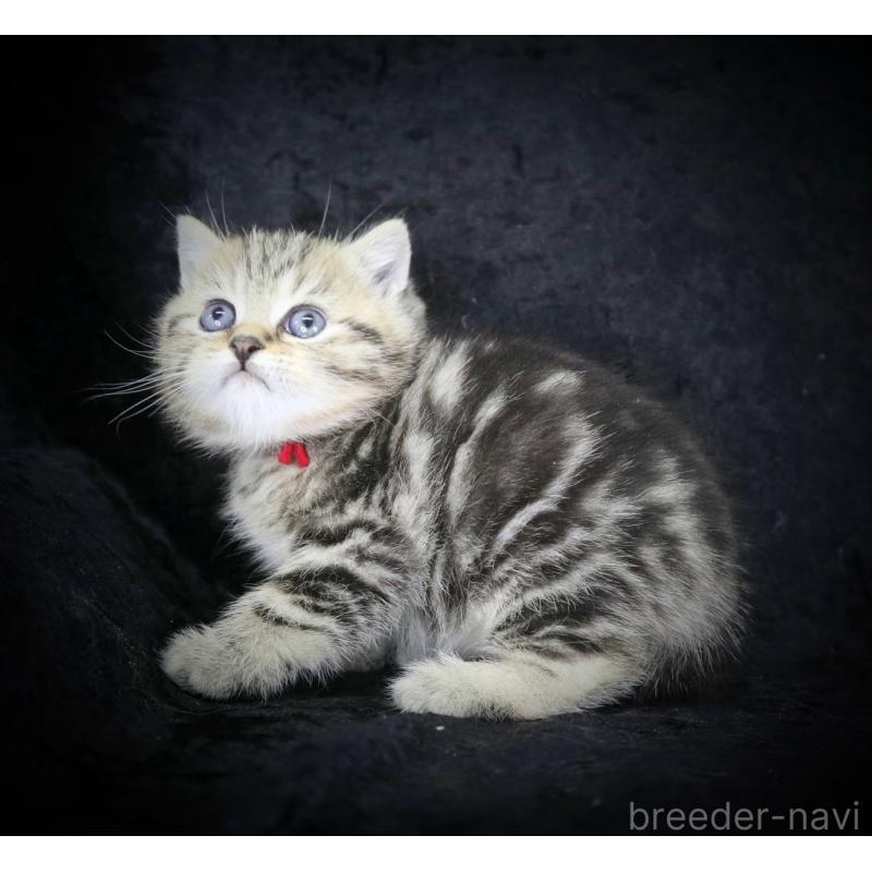 販売中の千葉県のブリティッシュショートヘア-133993の3枚目