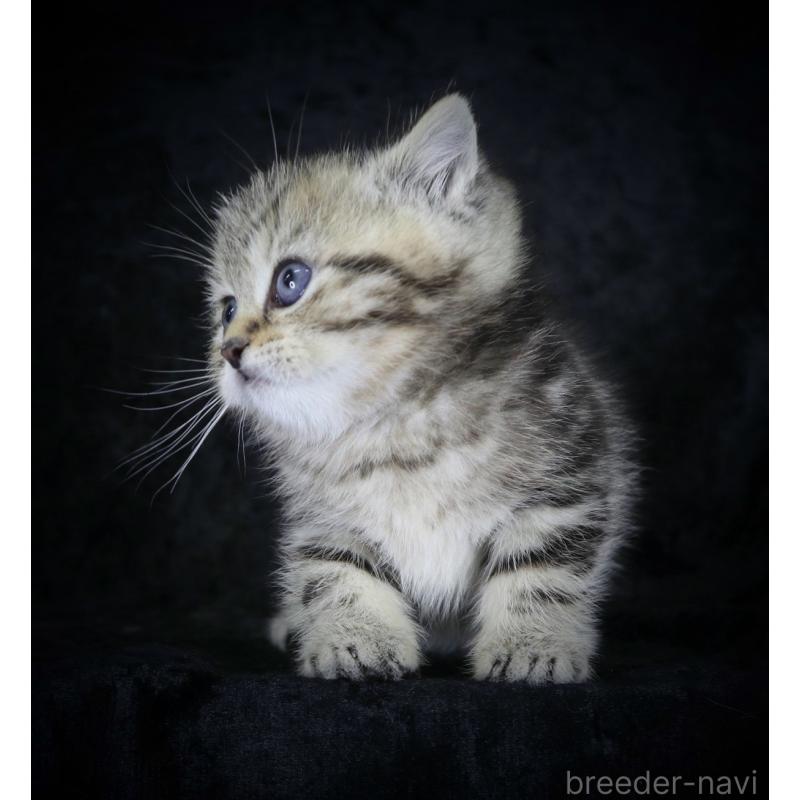 販売中の千葉県のブリティッシュショートヘア-133993の2枚目