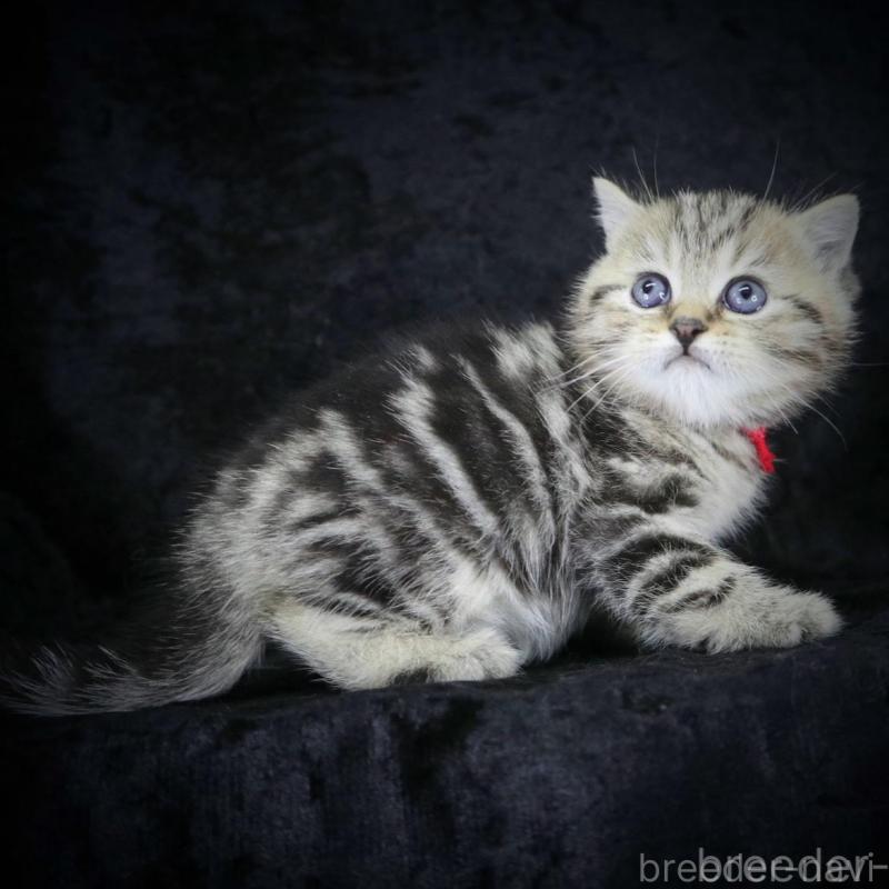 販売中の千葉県のブリティッシュショートヘア-133993