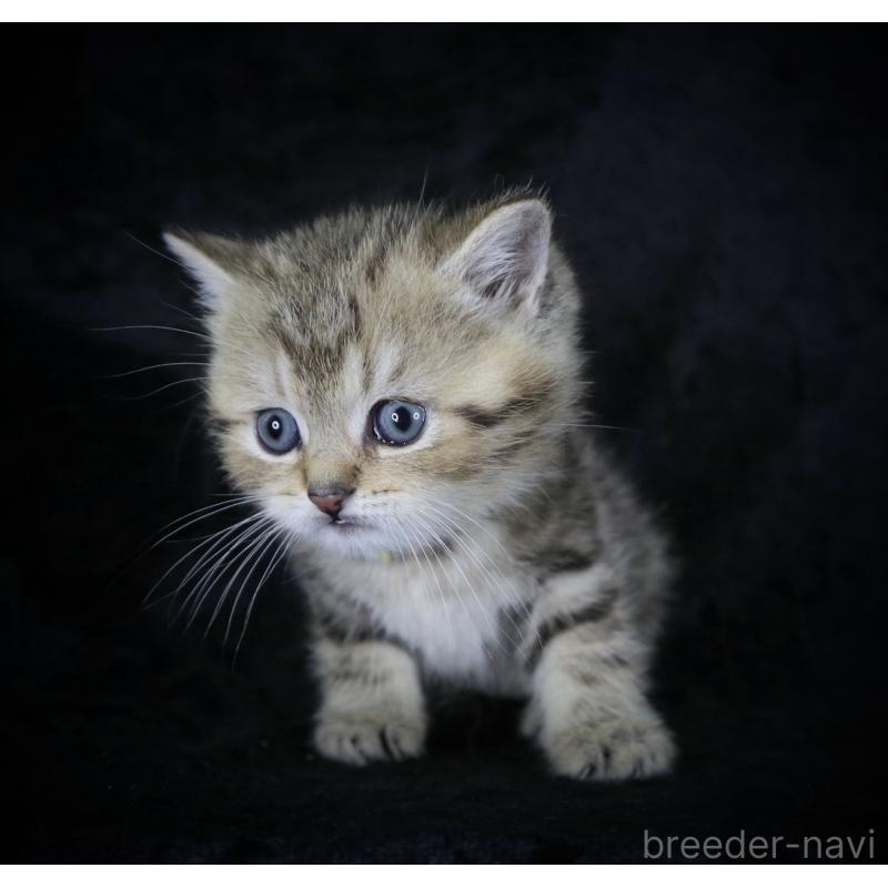 販売中の千葉県のブリティッシュショートヘア-133994の5枚目