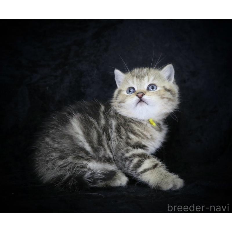 販売中の千葉県のブリティッシュショートヘア-133994の4枚目