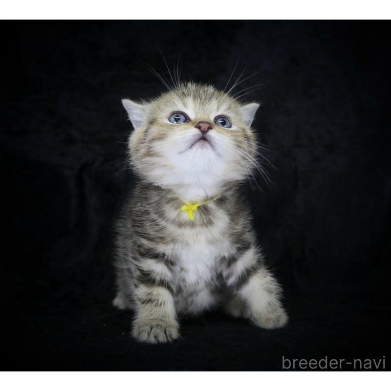 販売中の千葉県のブリティッシュショートヘア-133994の3枚目