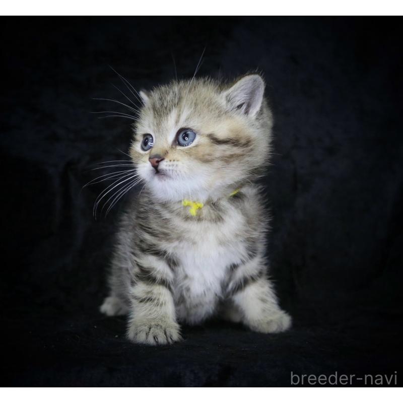 販売中の千葉県のブリティッシュショートヘア-133994の2枚目