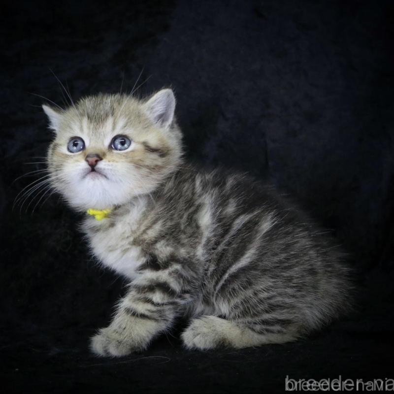 販売中の千葉県のブリティッシュショートヘア-133994