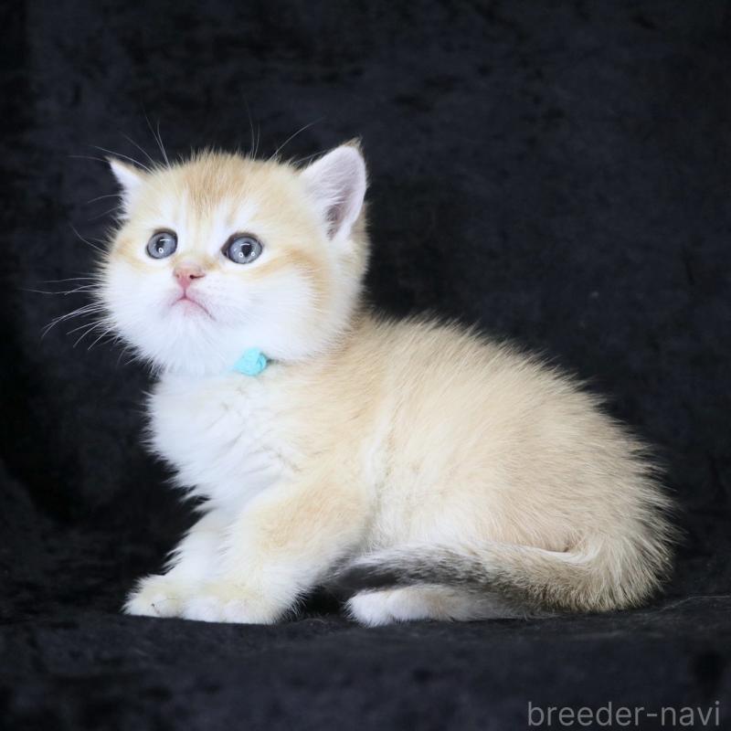 販売中の千葉県のブリティッシュショートヘア-133995の5枚目