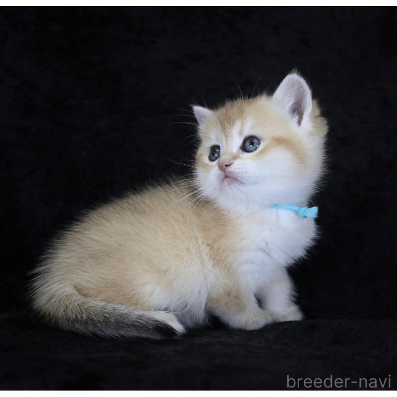 販売中の千葉県のブリティッシュショートヘア-133995の4枚目