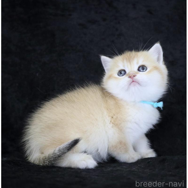 販売中の千葉県のブリティッシュショートヘア-133995の3枚目