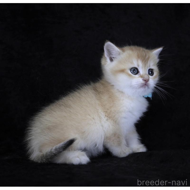 販売中の千葉県のブリティッシュショートヘア-133995の2枚目