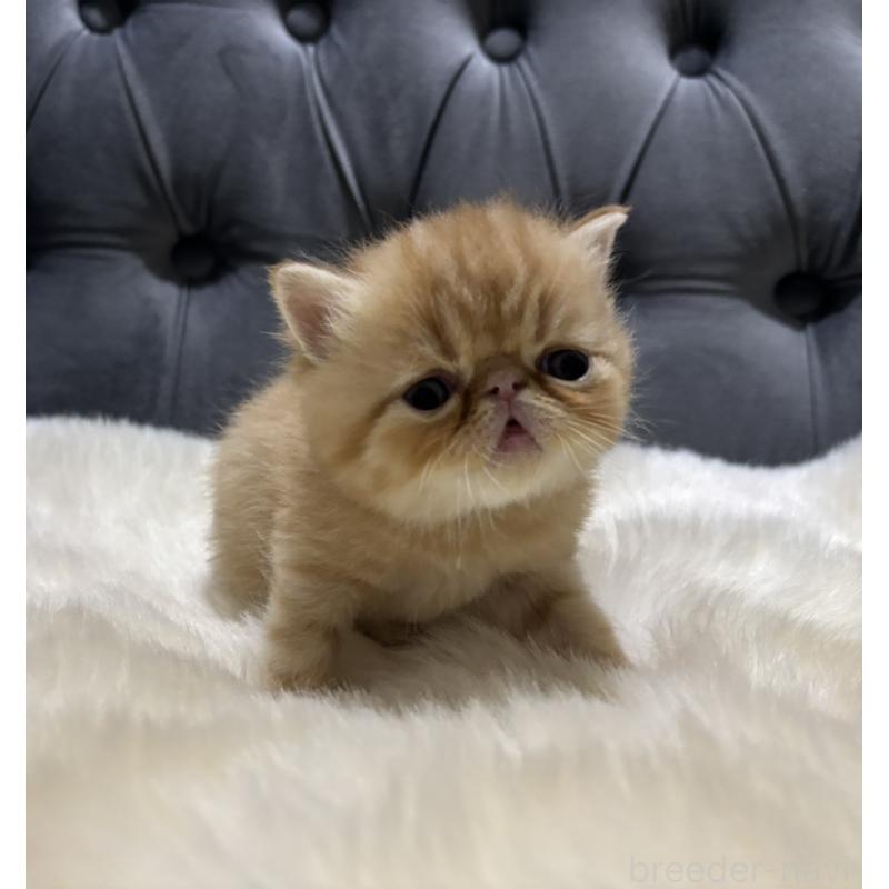 販売中の鹿児島県のエキゾチックショートヘア-133996の6枚目