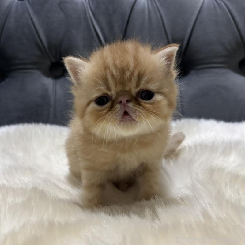 販売中の鹿児島県のエキゾチックショートヘア-133996の5枚目