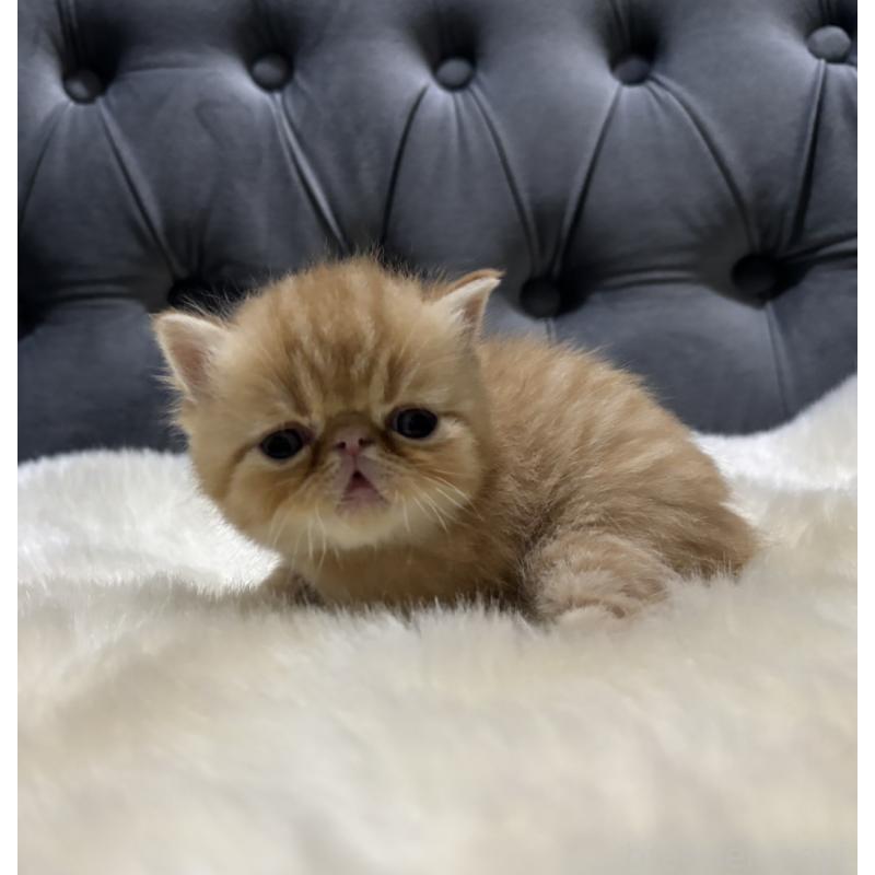 販売中の鹿児島県のエキゾチックショートヘア-133996の4枚目