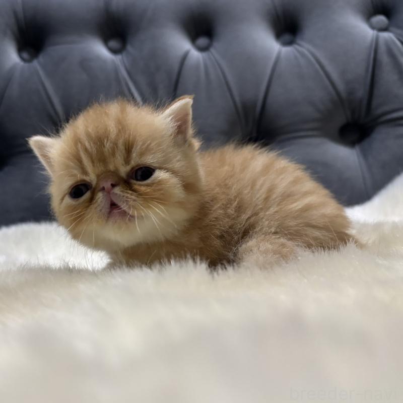 販売中の鹿児島県のエキゾチックショートヘア-133996の3枚目