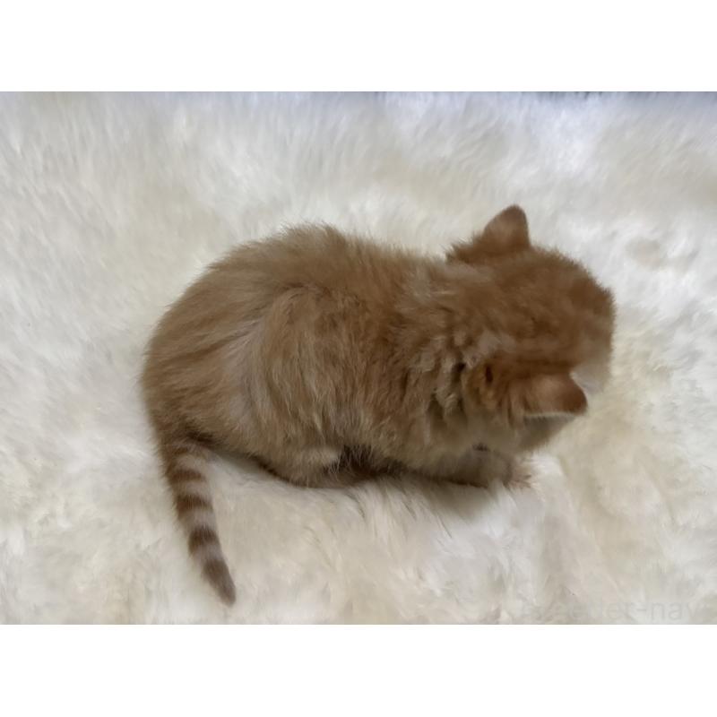 販売中の鹿児島県のエキゾチックショートヘア-133996の2枚目