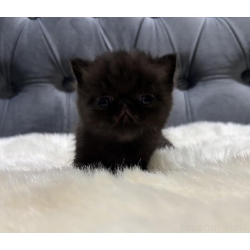 販売中の鹿児島県のエキゾチックショートヘア-133997の6枚目