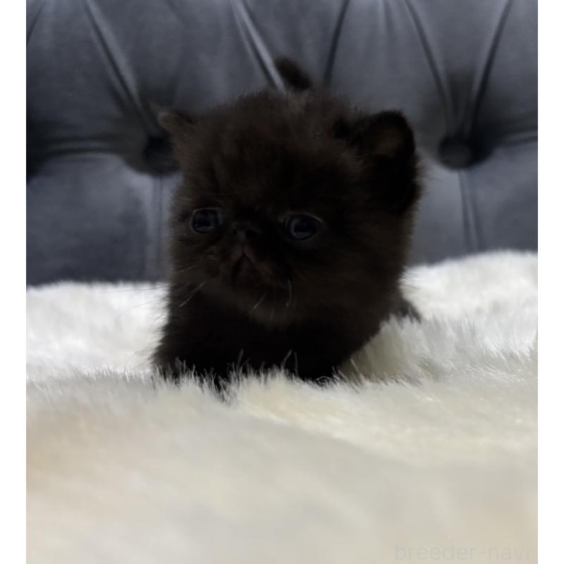 販売中の鹿児島県のエキゾチックショートヘア-133997の5枚目