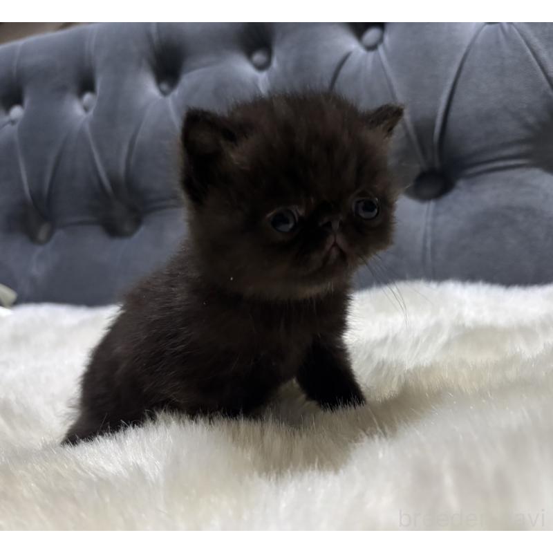 販売中の鹿児島県のエキゾチックショートヘア-133997の4枚目