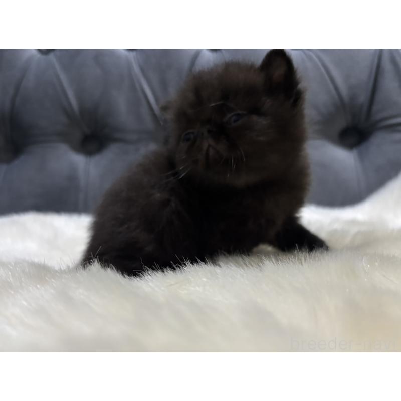 販売中の鹿児島県のエキゾチックショートヘア-133997の3枚目