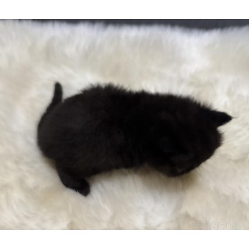 販売中の鹿児島県のエキゾチックショートヘア-133997の2枚目