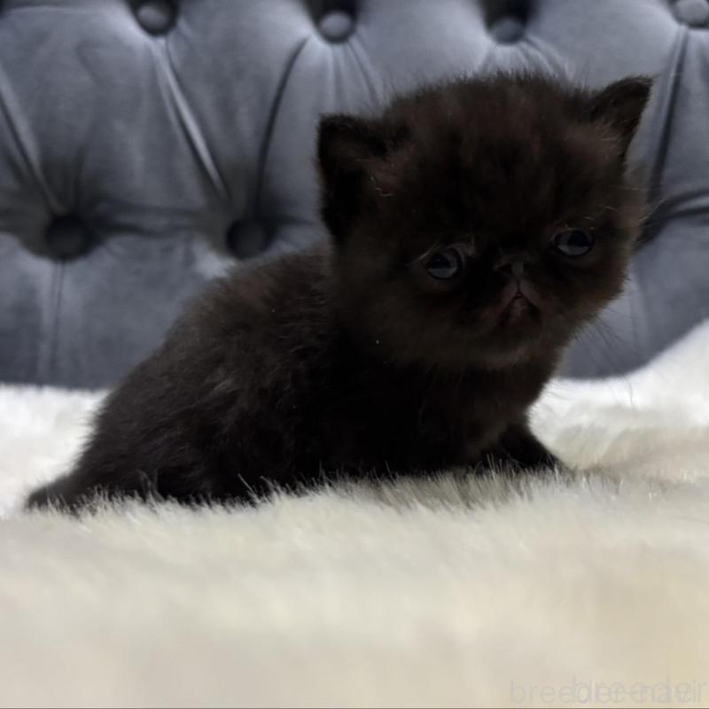 販売中の鹿児島県のエキゾチックショートヘア-133997の1枚目