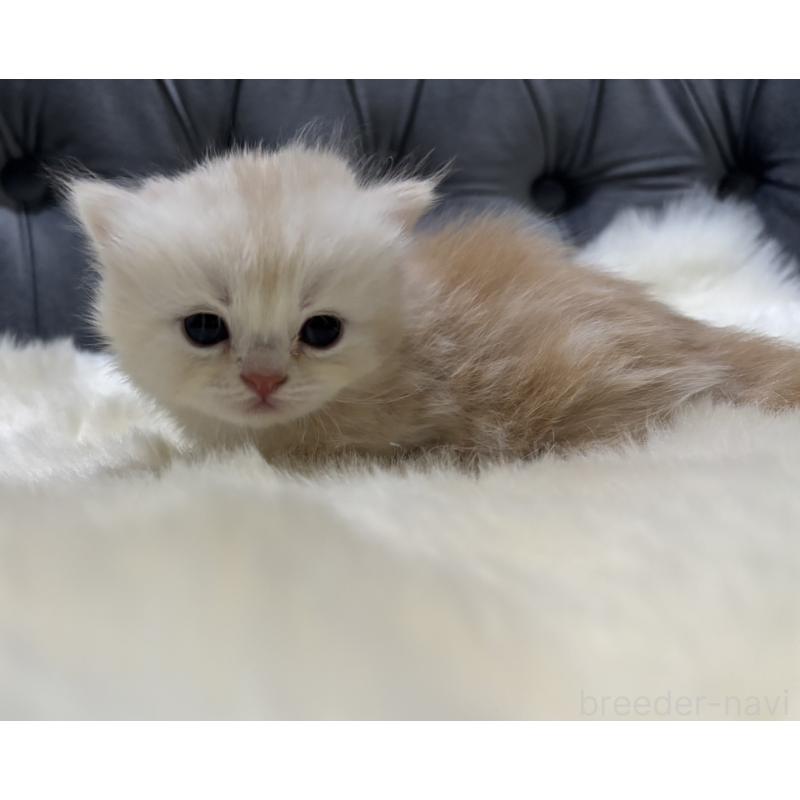 販売中の鹿児島県のミヌエット(短足)-133998の6枚目