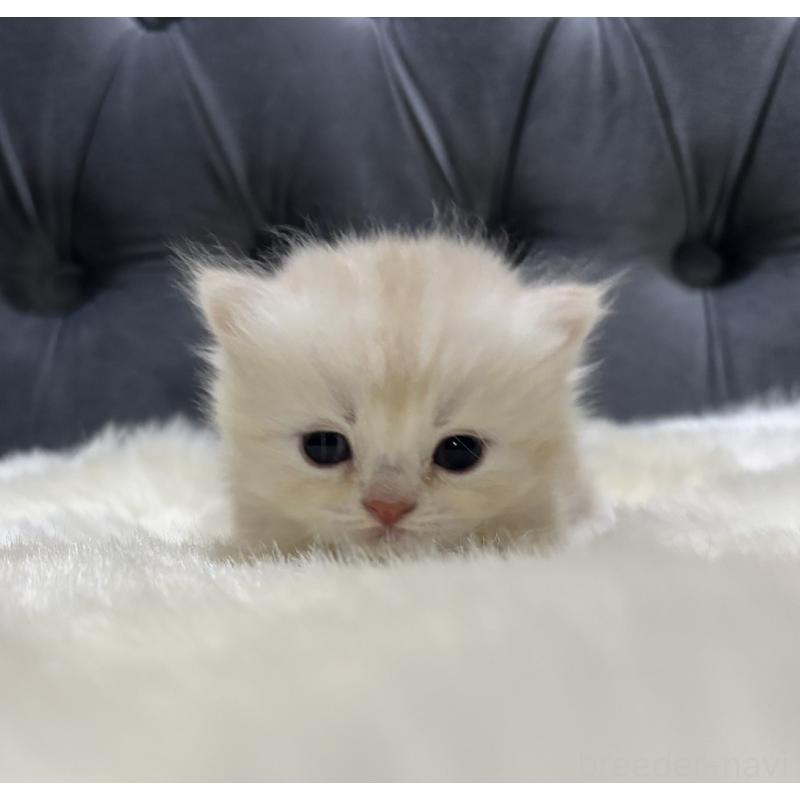 販売中の鹿児島県のミヌエット(短足)-133998の5枚目