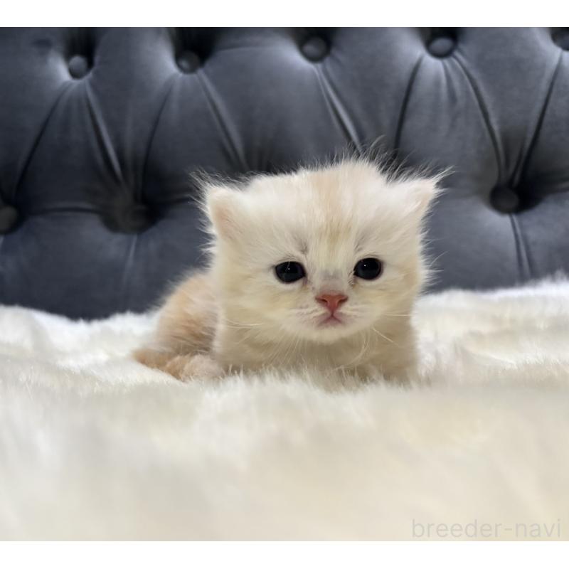 販売中の鹿児島県のミヌエット(短足)-133998の4枚目