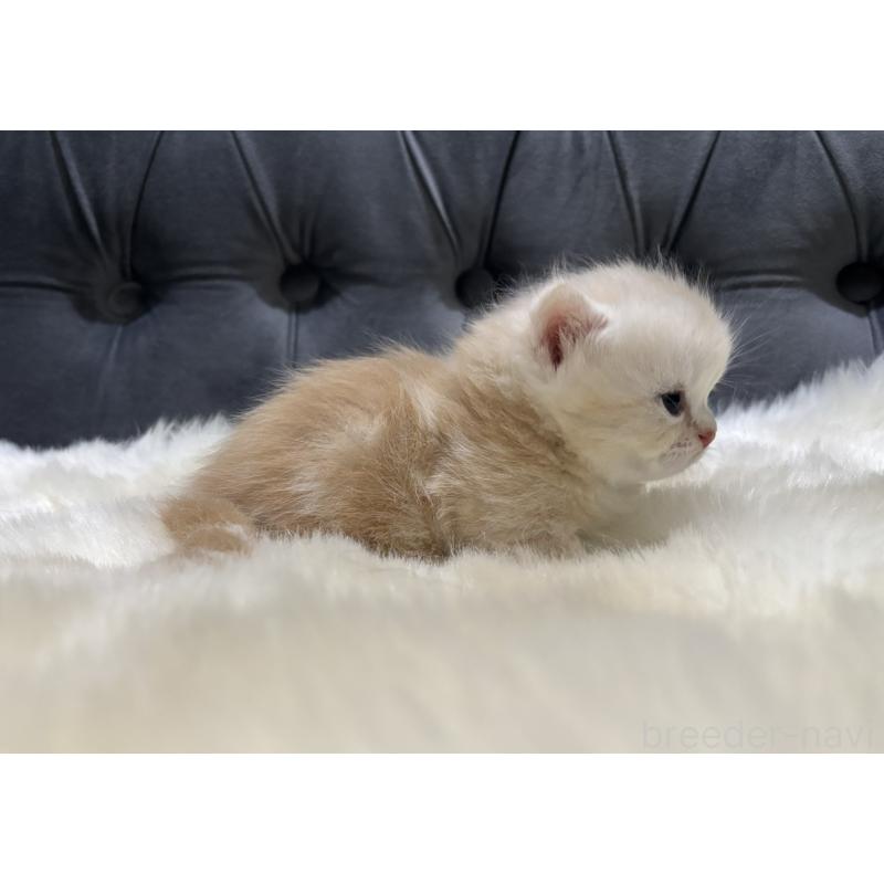 販売中の鹿児島県のミヌエット(短足)-133998の3枚目