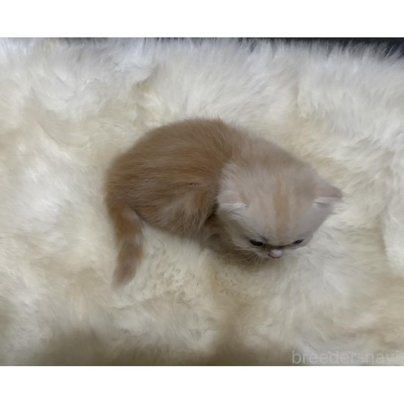 販売中の鹿児島県のミヌエット(短足)-133998の2枚目