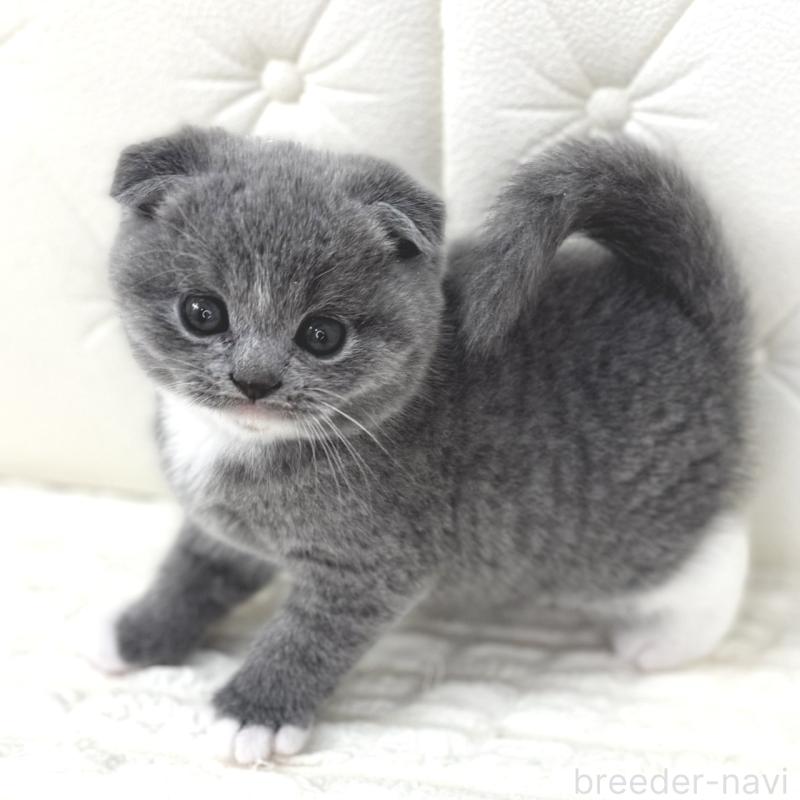 販売中の鹿児島県のスコティッシュフォールド(折れ耳)-133999の1枚目