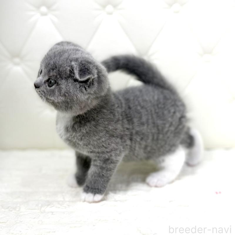 販売中の鹿児島県のスコティッシュフォールド(折れ耳)-133999の14枚目