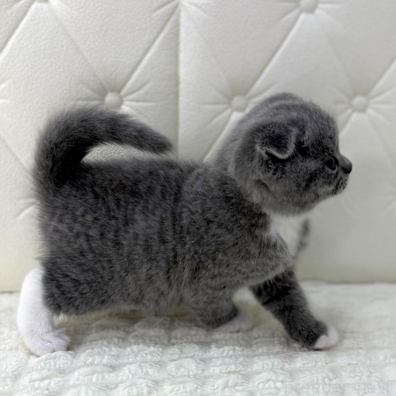 販売中の鹿児島県のスコティッシュフォールド(折れ耳)-133999の13枚目