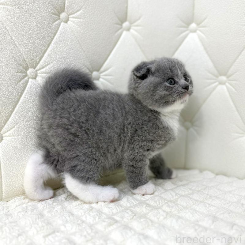 販売中の鹿児島県のスコティッシュフォールド(折れ耳)-133999の12枚目